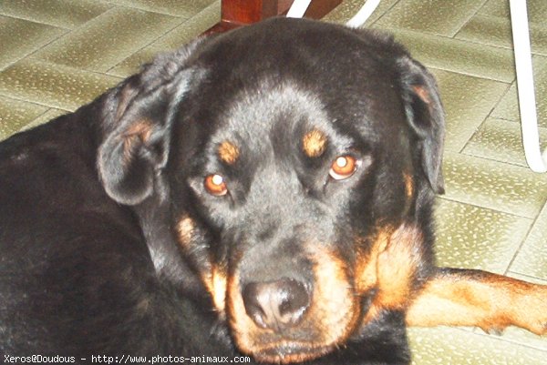 Photo de Rottweiler