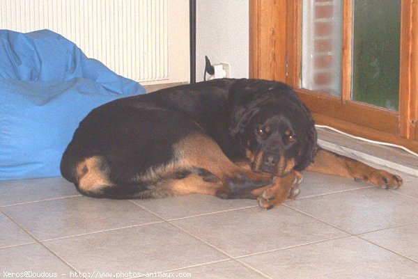 Photo de Rottweiler