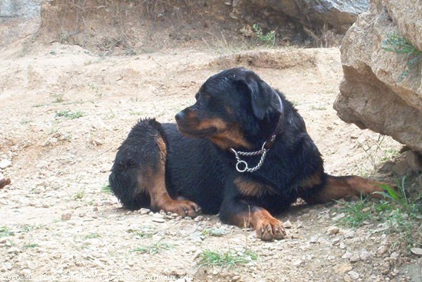 Photo de Rottweiler