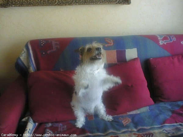 Photo de Jack russell terrier