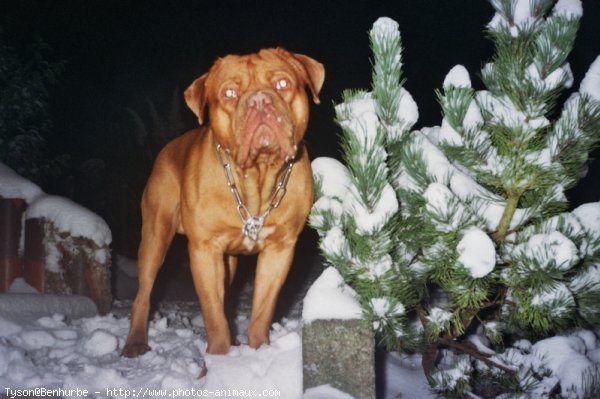 Photo de Dogue de bordeaux