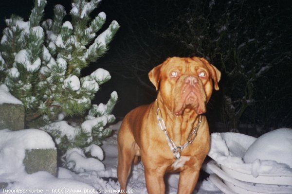 Photo de Dogue de bordeaux