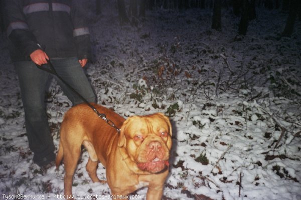 Photo de Dogue de bordeaux