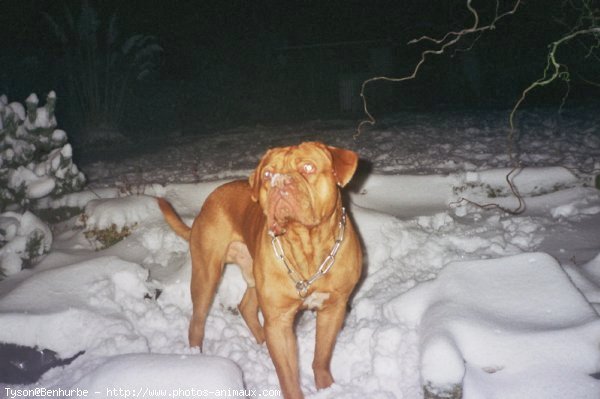 Photo de Dogue de bordeaux