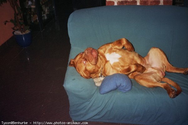 Photo de Dogue de bordeaux