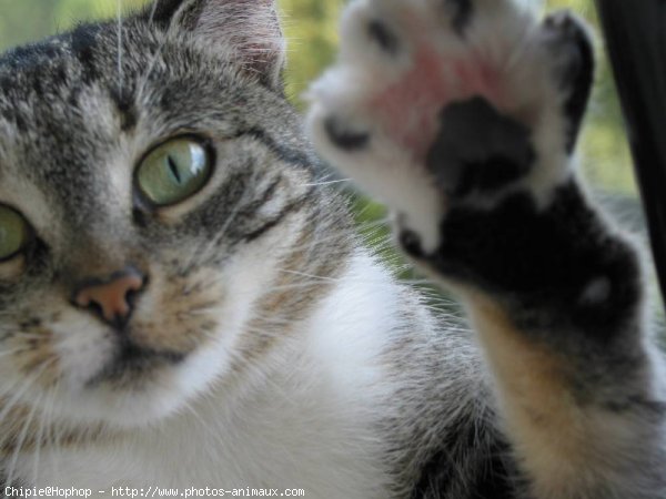 Photo de Chat domestique