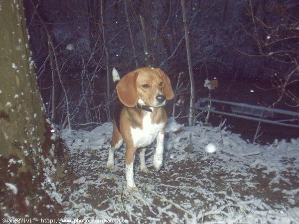 Photo de Beagle