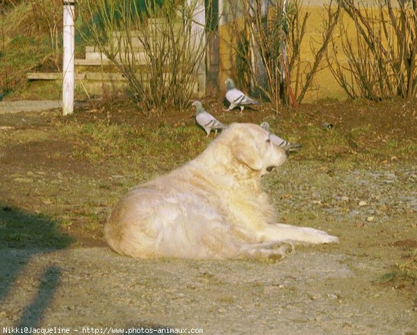 Photo de Golden retriever