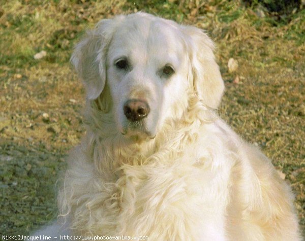 Photo de Golden retriever