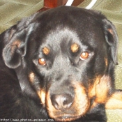 Photo de Rottweiler