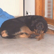 Photo de Rottweiler