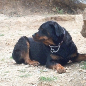 Photo de Rottweiler