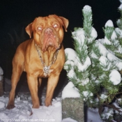 Photo de Dogue de bordeaux