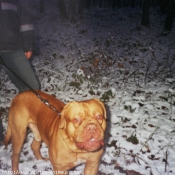 Photo de Dogue de bordeaux