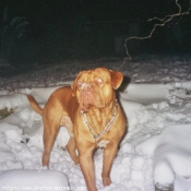 Photo de Dogue de bordeaux