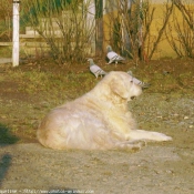 Photo de Golden retriever