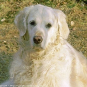 Photo de Golden retriever