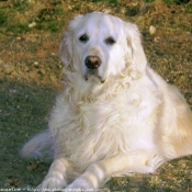 Photo de Golden retriever