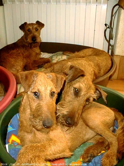 Photo de Terrier irlandais