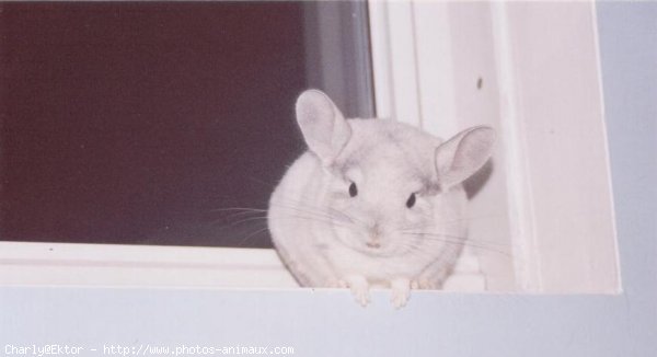 Photo de Chinchilla