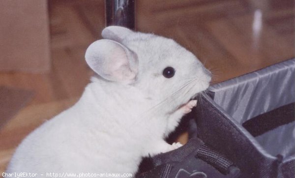 Photo de Chinchilla