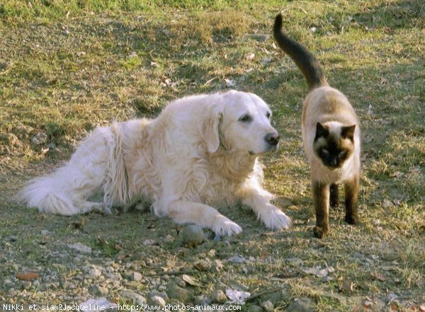 Photo de Golden retriever