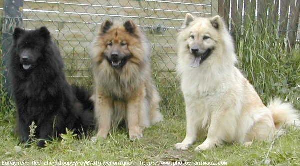 Photo d'Eurasier