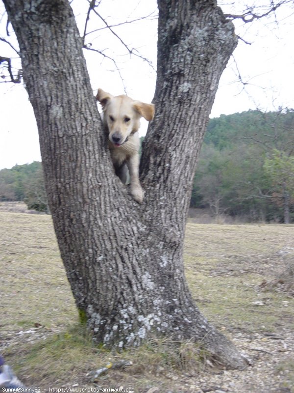 Photo de Golden retriever