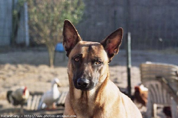 Photo de Berger belge malinois