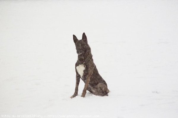 Photo de Berger belge malinois