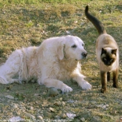 Photo de Golden retriever