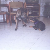 Photo de Berger belge malinois