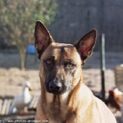 Photo de Berger belge malinois