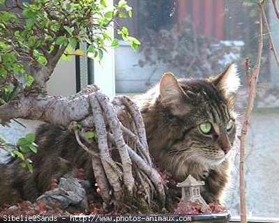 Photo de Chat domestique