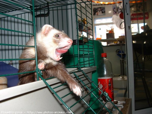 Photo de Furet