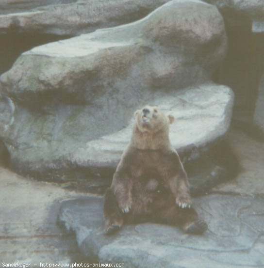 Photo d'Ours