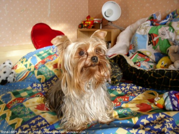 Photo de Yorkshire terrier