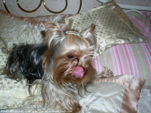 Photo de Yorkshire terrier