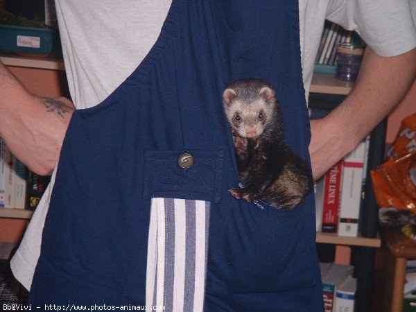 Photo de Furet