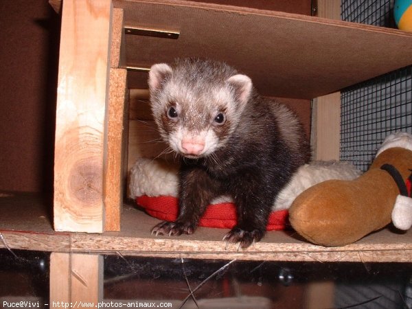 Photo de Furet