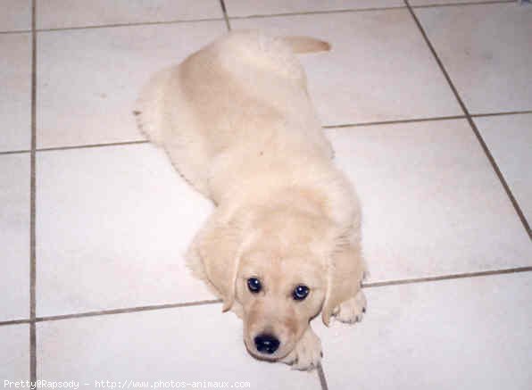 Photo de Golden retriever