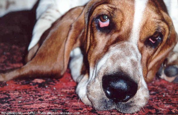 Photo de Basset hound