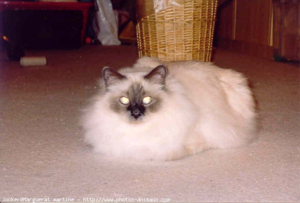 Photo de Sacr de birmanie