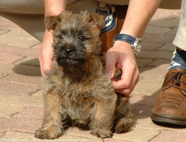 Photo de Cairn terrier