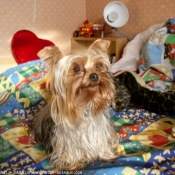 Photo de Yorkshire terrier