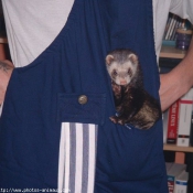 Photo de Furet