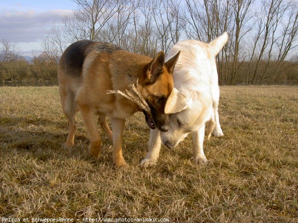 Photo de Races diffrentes