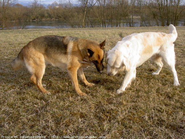 Photo de Races diffrentes