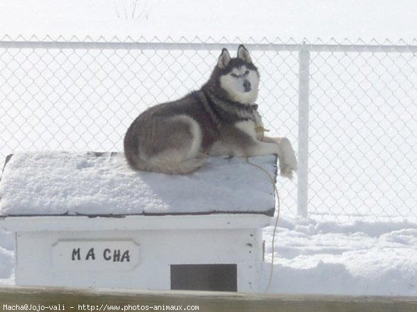 Photo de Husky siberien