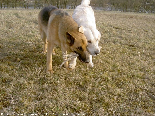 Photo de Races diffrentes